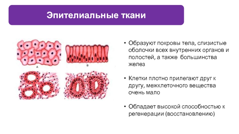 Из каких тканей образуются легкие