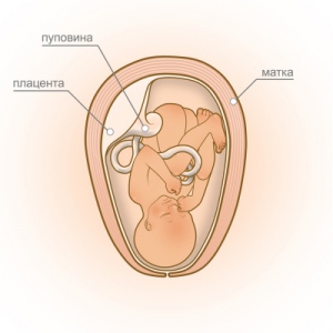 Положение ребенка на 33 неделе беременности