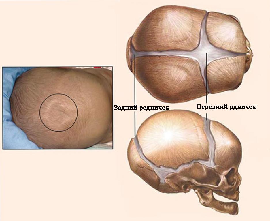 Размеры родничка у ребенка