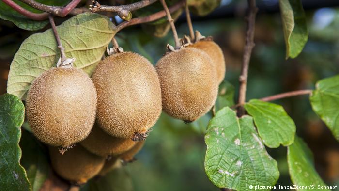 Kiwis hanging from a tree in southern Italy 