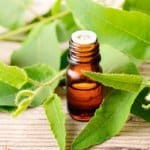 eucalyptus essential oil for ticks