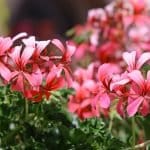 Geranium Essential Oil Flowers