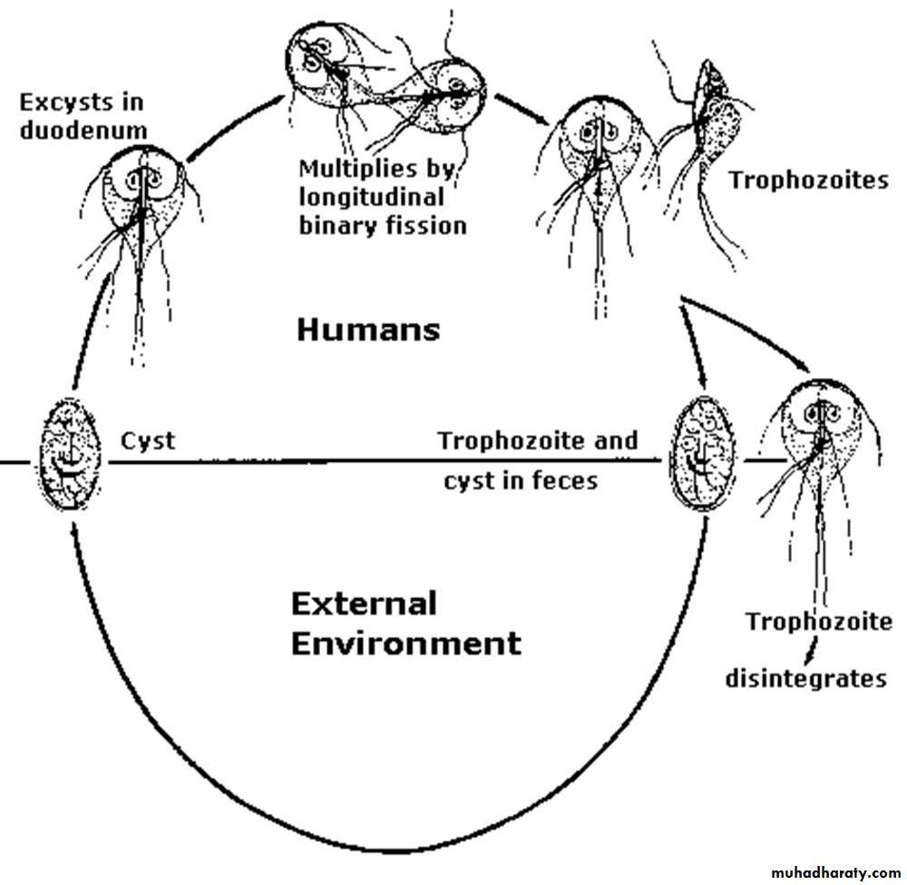 Стадии жизненного цикла цисты. Giardia lamblia жизненный цикл. Лямблия интестиналис жизненный цикл. Жизненный цикл развития трихомонады схема. Цикл развития лямблии схема.