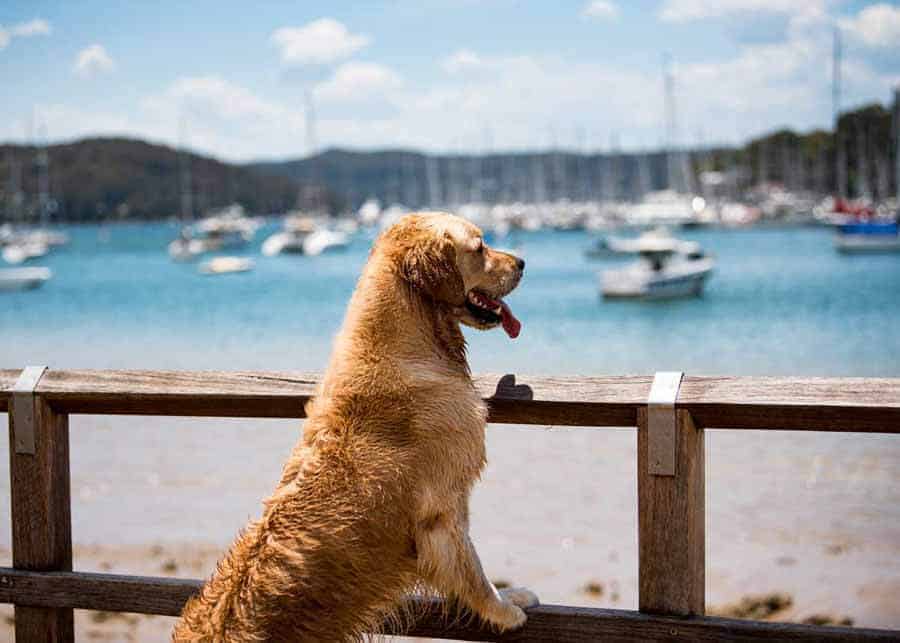 Dozer the golden retriever gazing out across Pittwater at Bayview dog park