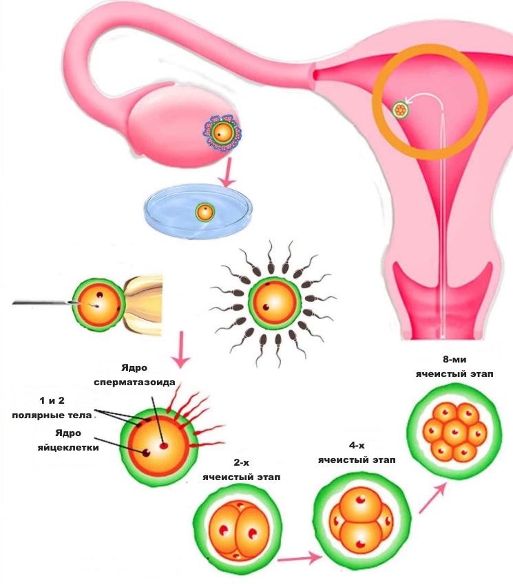 Схема движение яйцеклетки в матку