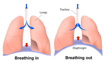 Diagrams of lungs breathing in and out