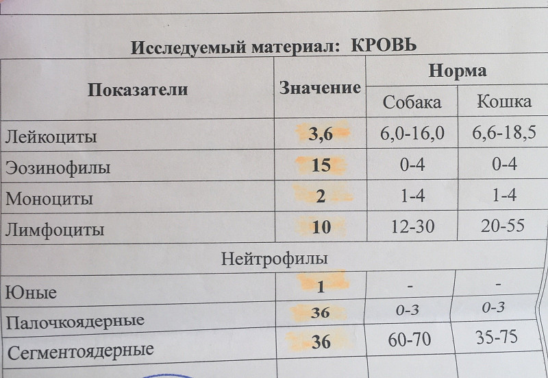 Количество лейкоцитов норма у женщин. Норма лейкоцитов в крови у мужчин. Лейкоциты в крови таблица нормы. Норма лейкоцитов после родов. Лейкоциты норма лейкоцитов.