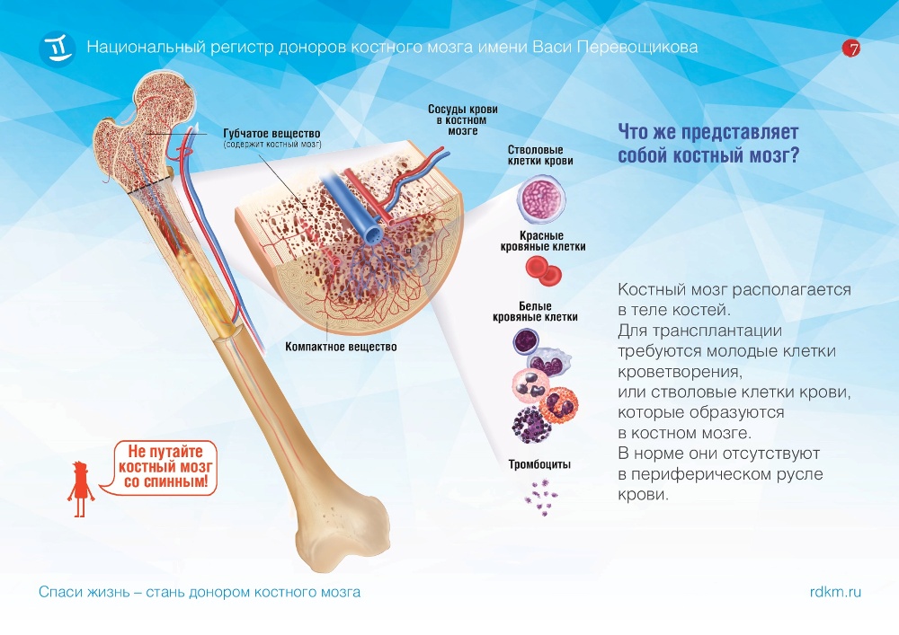 Костный мозг донорство. Донорский костный мозг. Трансплантация красного костного мозга. Национальный регистр доноров костного. Переливание костного мозга.