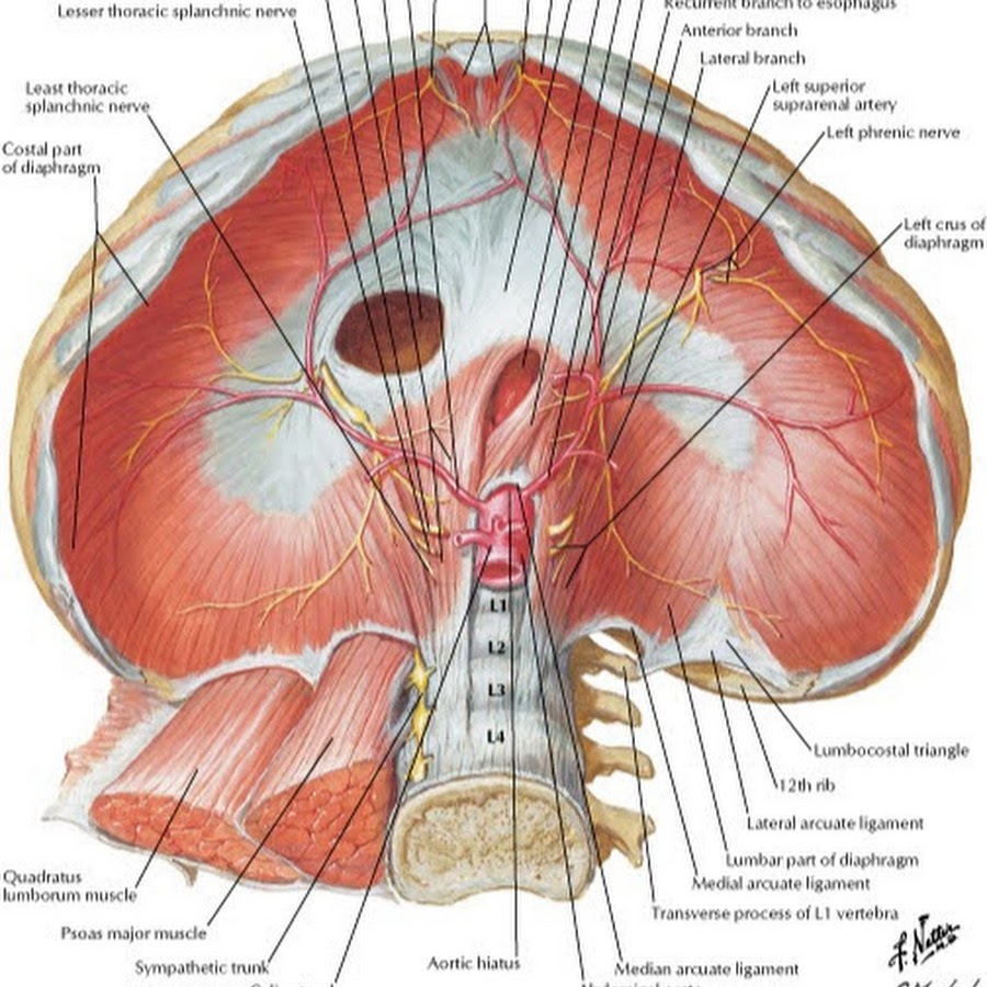 Диафрагма мышца. Диафрагма анатомия Неттер. Диафрагма анатомия мышцы. Диафрагма анатомия Синельников. Грудобрюшная диафрагма анатомия.